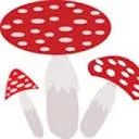 Amanita Muscaria Store Coupon Codes